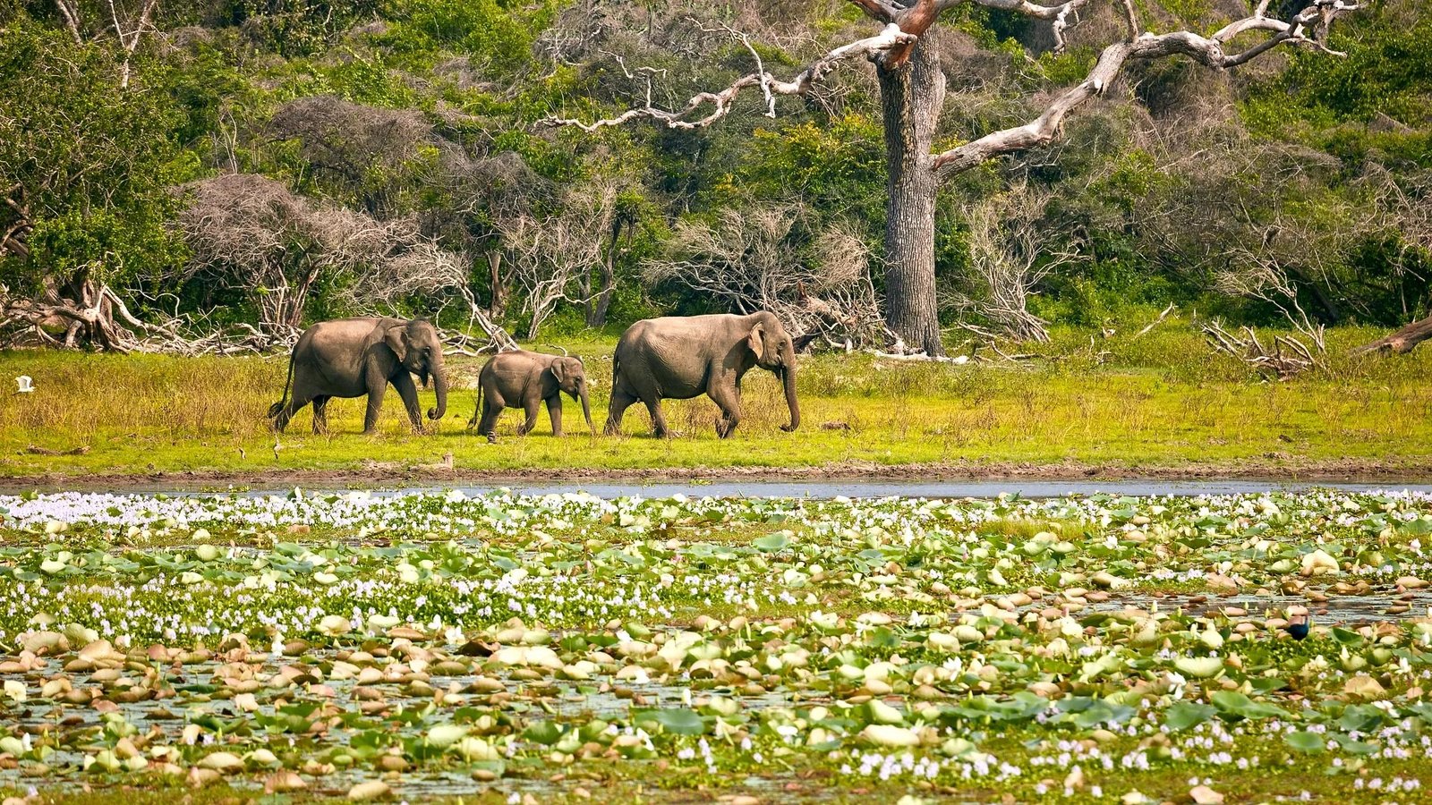 Yala National Park Wildlife Safari